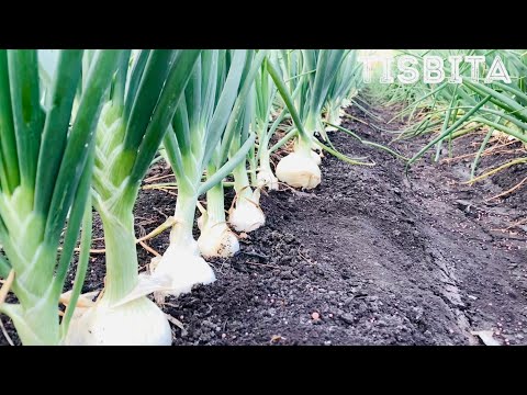 Descubre los secretos para potenciar el crecimiento de la cebolla
